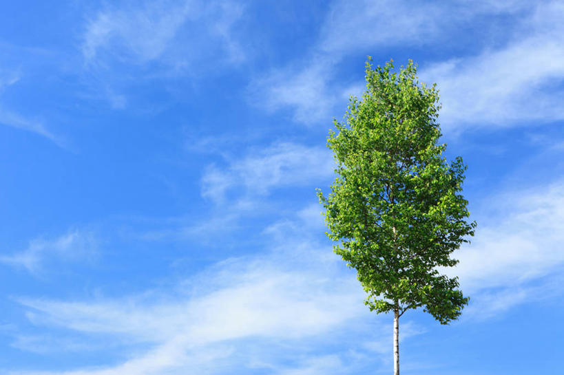 无人,横图,室外,白天,仰视,旅游,度假,美景,植物,北海道,日本,亚洲,一棵,阴影,光线,影子,景观,云,云朵,云彩,娱乐,树,树木,蓝色,绿色,白云,蓝天,天空,阳光,自然,天,享受,休闲,景色,放松,生长,晴朗,成长,自然风光,东亚,日本国,北海道地方,北海道岛,道北,晴空,彩图,低角度拍摄,空知郡,上川综合振兴局,振兴局,中富良野町,上川支厅