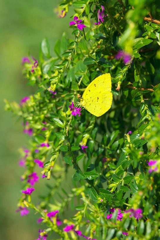 无人,竖图,室外,特写,白天,侧面,花海,花圃,美景,植物,蝴蝶,叶子,东京,日本,亚洲,许多,阴影,朦胧,模糊,盛开,光线,昆虫,影子,景观,很多,花蕾,停留,花,花瓣,花朵,花卉,鲜花,一只,粉色,黄色,绿色,阳光,自然,动物,花丛,花束,花田,花苞,花蕊,景色,停止,自然风光,益虫,东亚,本州,关东地方,本州岛,日本国,东京都,日野市,日野,逗留,停顿,彩图,全身