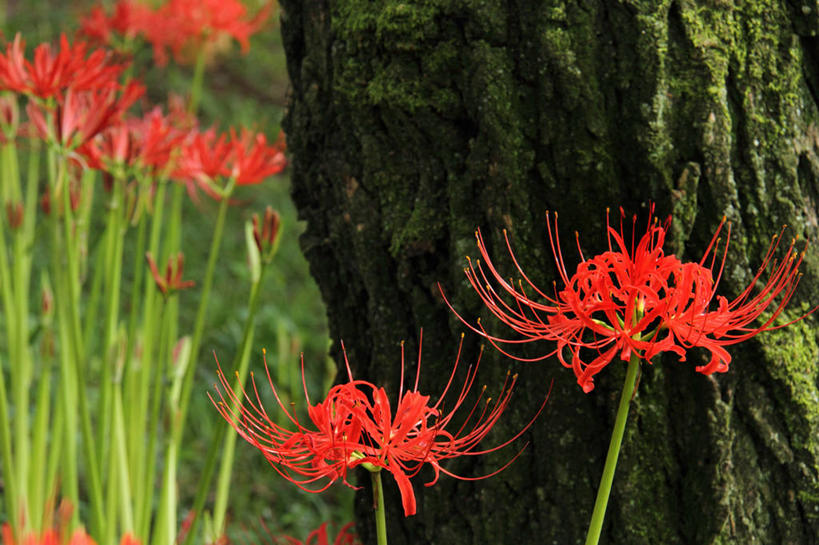 无人,横图,室外,特写,白天,正面,花海,花圃,美景,植物,叶子,许多,阴影,朦胧,模糊,盛开,光线,影子,景观,彼岸花,曼珠沙华,石蒜,很多,花蕾,花,花瓣,花朵,花卉,鲜花,树,树木,红色,绿色,阳光,自然,花丛,花束,花田,花苞,花蕊,景色,生长,成长,自然风光,无义草,龙爪花,金灯,赤箭,幽灵花,地狱花,舍子花,彩图,石蒜花,蟑螂花