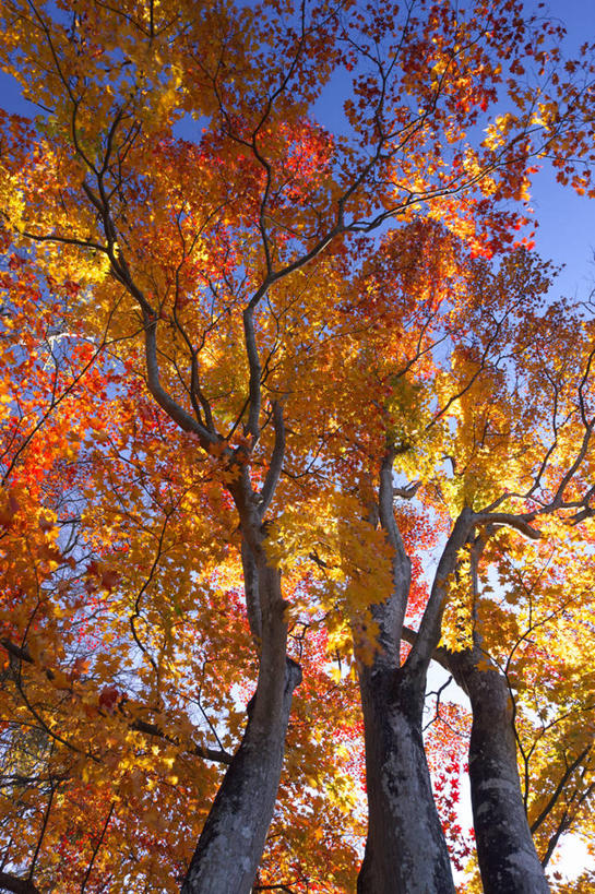 无人,竖图,室外,白天,仰视,旅游,度假,美景,树林,植物,叶子,日本,亚洲,许多,阴影,光线,影子,景观,枯叶,落叶,很多,娱乐,树,树木,黄色,红色,绿色,阳光,自然,享受,休闲,景色,放松,生长,成长,自然风光,东亚,本州,关东地方,本州岛,日本国,栃木,栃木县,藤冈町,叶,叶片,彩图,低角度拍摄,下都贺郡