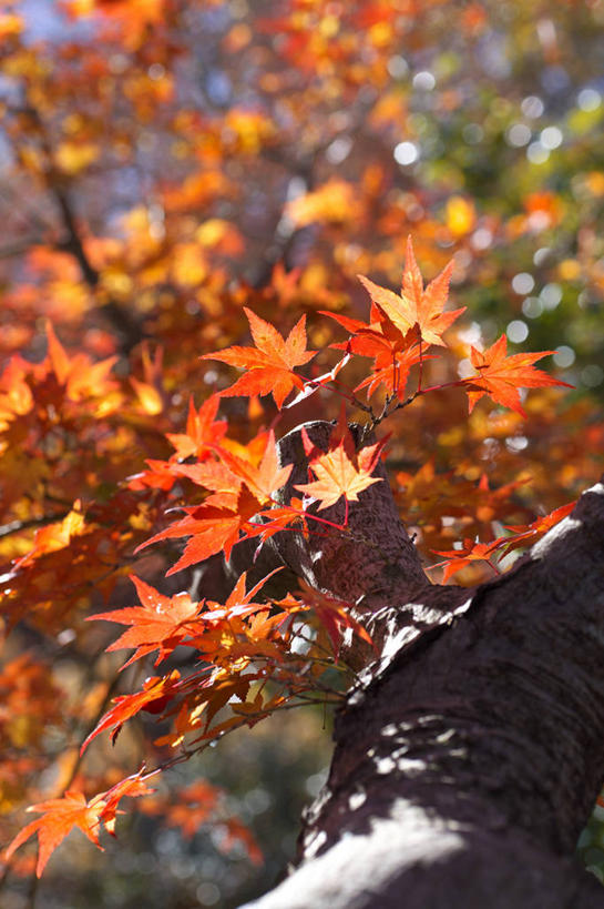 无人,竖图,室外,白天,正面,旅游,度假,石头,美景,秋季,叶子,日本,亚洲,许多,阴影,朦胧,模糊,光线,石子,影子,景观,枫叶,枯叶,落叶,很多,娱乐,黄色,红色,阳光,自然,享受,休闲,景色,放松,枫树叶,自然风光,东亚,本州,关东地方,本州岛,日本国,栃木,栃木县,藤冈町,叶,叶片,石块,岩石,秋,秋天,彩图,下都贺郡