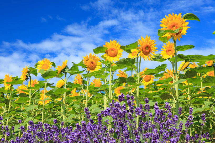 无人,横图,室外,特写,白天,仰视,爱情,幸福,花海,花圃,美景,太阳,植物,向日葵,叶子,北海道,日本,亚洲,许多,阴影,朦胧,模糊,盛开,光线,影子,景观,云,云朵,很多,浪漫,花蕾,云彩,花,花瓣,花朵,花卉,鲜花,黄色,蓝色,绿色,紫色,白云,蓝天,天空,阳光,自然,香草,花丛,花束,花田,天,花苞,花蕊,薰衣草,景色,晴朗,自然风光,呼吸,光辉,东亚,沉默,忠诚,日本国,北海道地方,北海道岛,灵香草,黄香草,勇敢,投缘,爱慕,奇迹,道北,高傲,朝阳花,葵花,望日莲,向阳花,转日莲,晴空,彩图,低角度拍摄,空知郡,上川综合振兴局,振兴局,中富良野町,上川支厅