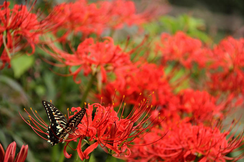 无人,横图,室外,特写,白天,正面,花海,花圃,美景,植物,蝴蝶,叶子,许多,阴影,朦胧,模糊,盛开,光线,昆虫,影子,景观,彼岸花,曼珠沙华,石蒜,很多,花蕾,停留,花,花瓣,花朵,花卉,鲜花,一只,红色,绿色,阳光,自然,动物,花丛,花束,花田,花苞,花蕊,景色,凤蝶,停止,自然风光,益虫,无义草,龙爪花,金灯,赤箭,幽灵花,地狱花,舍子花,凤子蝶,橘狗,逗留,停顿,彩图,全身,石蒜花,蟑螂花