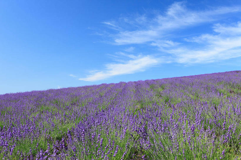 无人,横图,室外,白天,正面,爱情,旅游,度假,花海,花圃,美景,植物,叶子,北海道,日本,亚洲,许多,阴影,盛开,光线,影子,地平线,景观,云,云朵,辽阔,地面,很多,浪漫,花蕾,云彩,娱乐,花,花瓣,花朵,花卉,鲜花,蓝色,绿色,紫色,白云,蓝天,天空,阳光,自然,香草,花丛,花束,花田,天,花苞,花蕊,薰衣草,享受,休闲,广阔,景色,放松,晴朗,一望无际,自然风光,延伸,呼吸,东亚,日本国,天地相交,北海道地方,北海道岛,灵香草,黄香草,奇迹,道北,无边无际,一马平川,晴空,彩图,空知郡,上川综合振兴局,振兴局,中富良野町,上川支厅