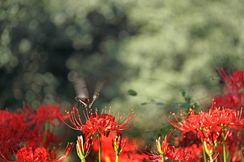 无人,横图,室外,特写,白天,正面,花海,花圃,美景,树林,植物,蝴蝶,叶子,许多,阴影,朦胧,模糊,盛开,光线,昆虫,影子,景观,彼岸花,曼珠沙华,石蒜,很多,花蕾,停留,花,花瓣,花朵,花卉,鲜花,树,树木,一只,红色,绿色,阳光,自然,动物,花丛,花束,花田,花苞,花蕊,景色,生长,成长,凤蝶,停止,自然风光,益虫,无义草,龙爪花,金灯,赤箭,幽灵花,地狱花,舍子花,凤子蝶,橘狗,逗留,停顿,彩图,全身,石蒜花,蟑螂花