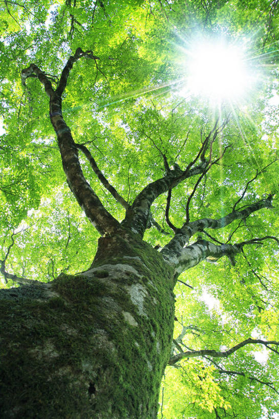 无人,竖图,室外,白天,仰视,美景,太阳,植物,日本,亚洲,阴影,光线,影子,景观,树桩,枝条,树,树干,树木,树枝,绿色,阳光,自然,木桩,景色,生长,成长,自然风光,橡胶树,东亚,日本国,虬枝,枝杈,彩图,低角度拍摄,镜头光晕,透镜闪耀,眩光,巴西橡胶树,三叶橡胶树