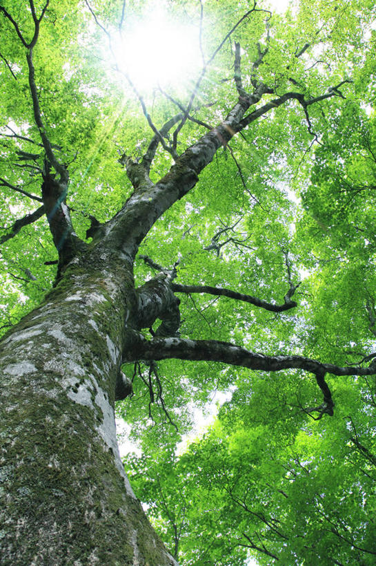 无人,竖图,室外,白天,仰视,美景,太阳,植物,日本,亚洲,阴影,光线,影子,景观,树桩,枝条,树,树干,树木,树枝,绿色,阳光,自然,木桩,景色,生长,成长,自然风光,橡胶树,东亚,日本国,虬枝,枝杈,彩图,低角度拍摄,巴西橡胶树,三叶橡胶树