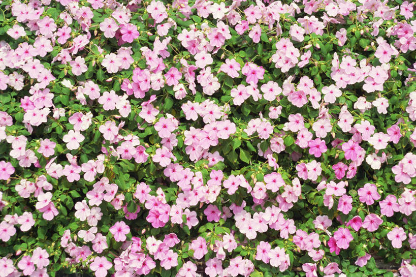 无人,横图,俯视,室外,特写,白天,花海,花圃,美景,植物,叶子,阴影,朦胧,模糊,盛开,光线,影子,景观,绿叶,花蕾,花,花瓣,花朵,花卉,鲜花,粉色,绿色,阳光,自然,花丛,花束,花田,花苞,花蕊,嫩叶,景色,自然风光,福乐花,福禄花,福禄考,叶,叶片,彩图,高角度拍摄