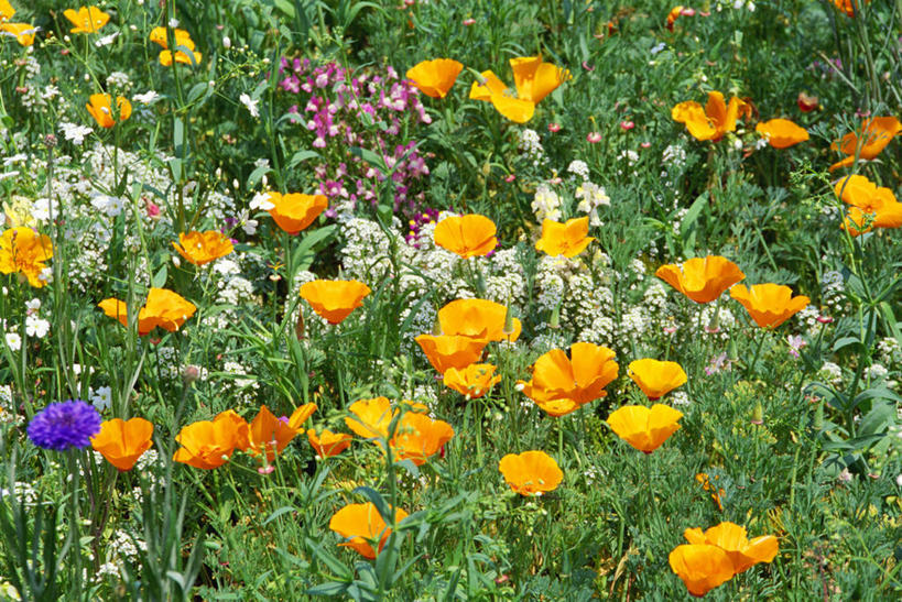 无人,横图,俯视,室外,特写,白天,爱情,幸福,纯洁,热情,花海,花圃,美景,植物,玫瑰,叶子,许多,阴影,朦胧,模糊,盛开,光线,影子,景观,玫瑰花,很多,浪漫,花蕾,花,花瓣,花朵,花卉,鲜花,绿色,紫色,白色,阳光,自然,花丛,花束,花田,花苞,花蕊,温暖,温馨,橙色,景色,恩爱,和睦,自然风光,感动,尊敬,天真,刺玫花,徘徊花,彩图,高角度拍摄,香槟玫瑰,融洽