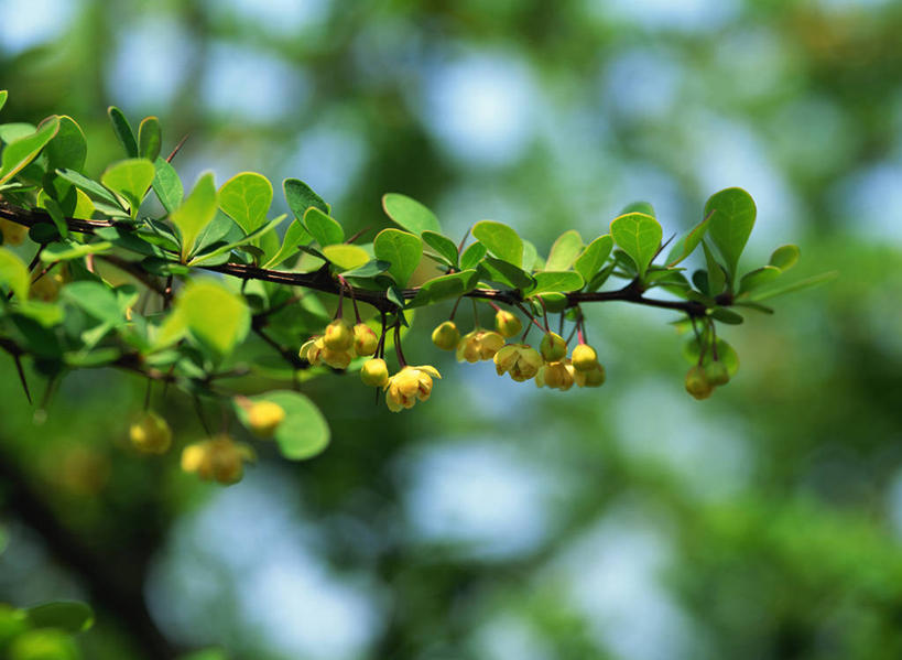 无人,横图,室外,特写,白天,正面,美景,植物,叶子,阴影,朦胧,模糊,盛开,光线,影子,景观,绿叶,枝条,花蕾,花,花瓣,花朵,鲜花,树,树木,树枝,绿色,阳光,自然,花苞,花蕊,嫩叶,景色,生长,成长,自然风光,绣花针,伏牛花,虬枝,枝杈,叶,叶片,彩图