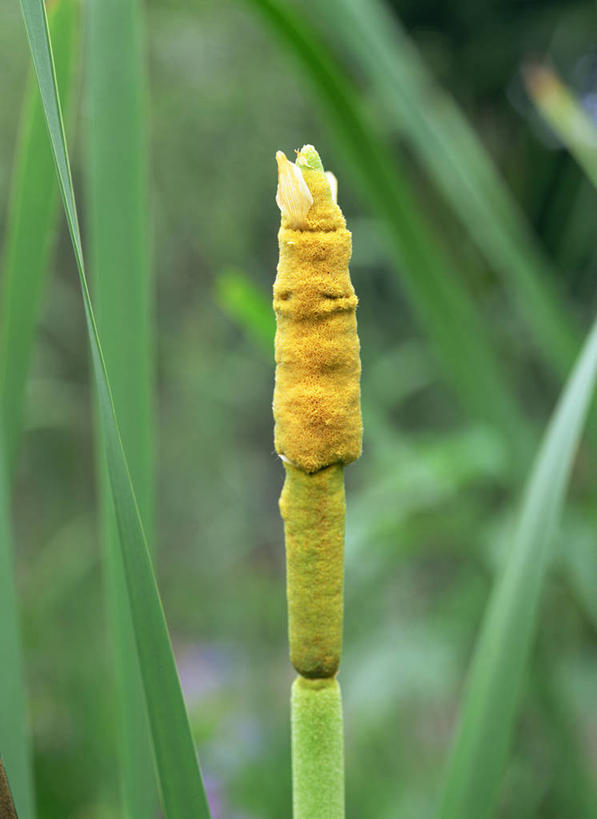 无人,竖图,室外,特写,白天,正面,美景,阴影,朦胧,模糊,盛开,光线,影子,景观,花蕾,花,花瓣,花朵,鲜花,一朵,黄色,阳光,自然,花苞,花蕊,景色,自然风光,香蒲,东方香蒲,蒲菜,蒲草,水烛,彩图