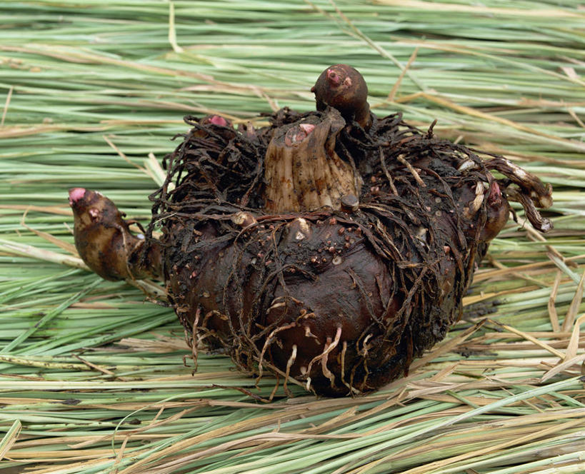 无人,横图,俯视,室外,特写,白天,美景,阴影,朦胧,模糊,光线,影子,景观,泥土,土壤,稻草,干草,蒟蒻,一个,阳光,自然,草垛,景色,单个,自然风光,鬼芋,菎蒻,雷公枪,蒻头,魔芋,干草垛,彩图,高角度拍摄