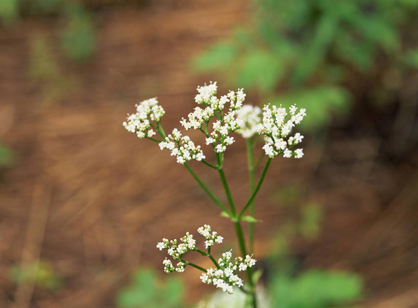 无人,横图,俯视,室外,特写,白天,美景,植物,阴影,朦胧,模糊,盛开,光线,影子,景观,草药,药草,花蕾,中药,花,花瓣,花朵,鲜花,白色,阳光,自然,花苞,花蕊,景色,自然风光,药材,中草药,中药材,本草,止痛,镇静,安眠,安神,缬草,欧缬草,彩图,高角度拍摄