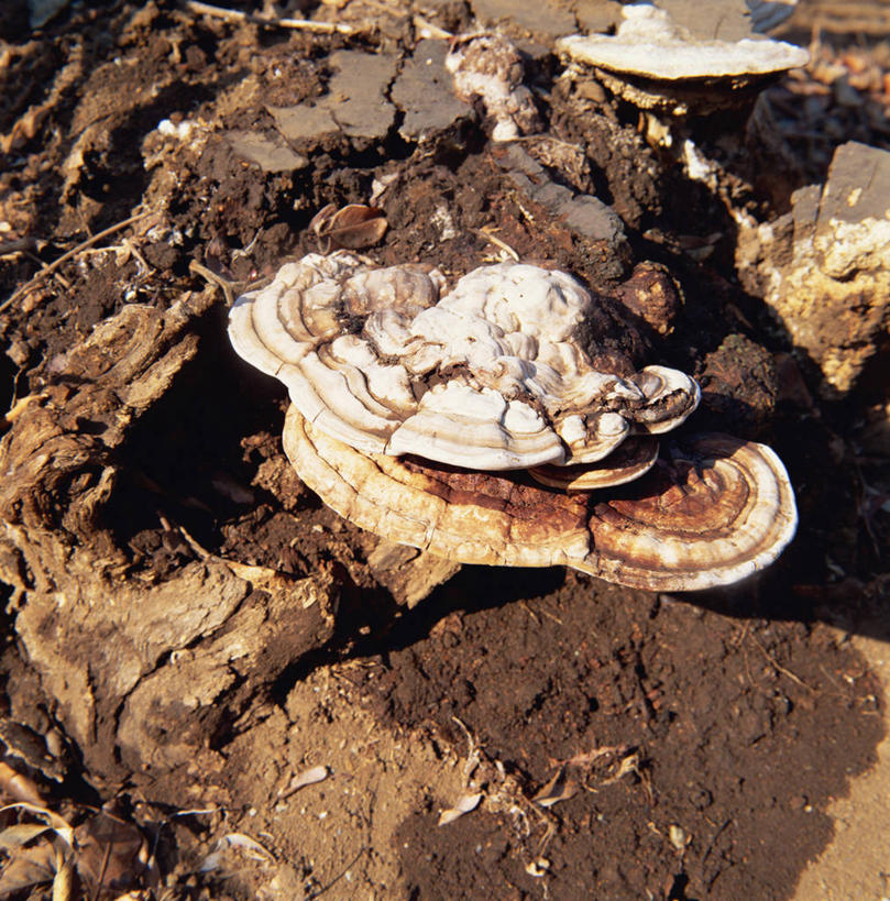 无人,竖图,俯视,室外,特写,白天,美景,阴影,光线,影子,景观,泥土,土壤,菌菇,菌类,阳光,自然,景色,腐烂,真菌,自然风光,腐败,腐臭,腐朽,彩图,高角度拍摄