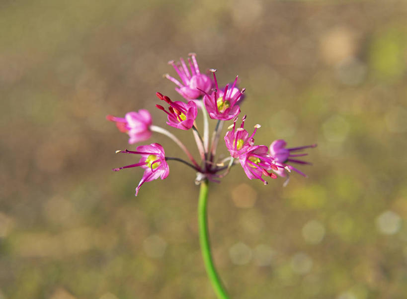 无人,横图,室外,特写,白天,正面,花海,花圃,美景,植物,叶子,阴影,朦胧,模糊,盛开,光线,影子,景观,花蕾,花,花瓣,花朵,花卉,鲜花,粉色,绿色,阳光,自然,花丛,花束,花田,花苞,花蕊,景色,自然风光,山龙眼,黄豆树,彩图,大力王