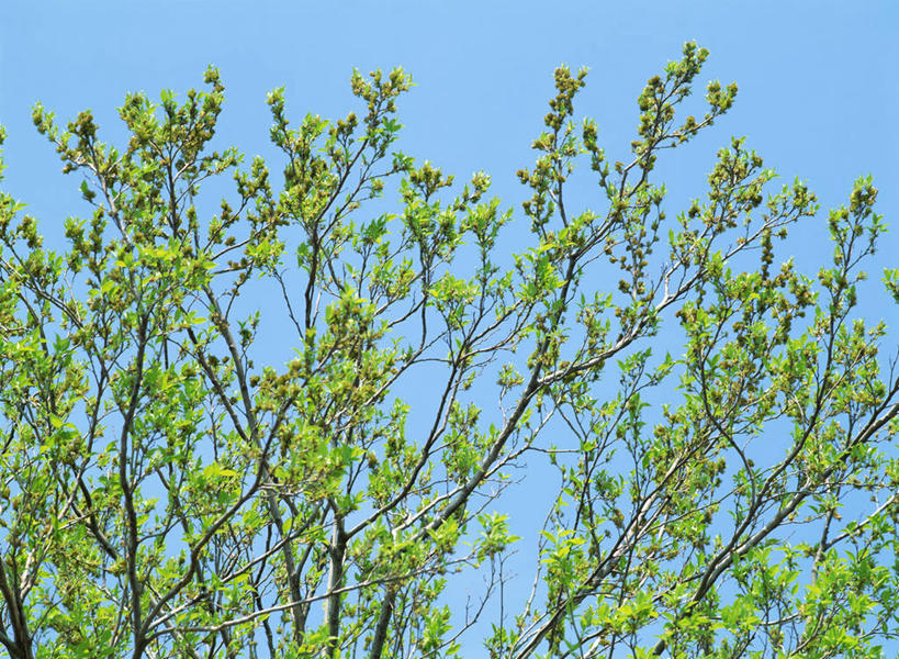 无人,横图,室外,白天,仰视,旅游,度假,美景,植物,叶子,阴影,光线,影子,景观,绿叶,草药,药草,枝条,娱乐,中药,树,树木,树枝,蓝色,绿色,蓝天,天空,阳光,自然,天,享受,休闲,嫩叶,景色,放松,生长,晴朗,成长,自然风光,药材,中草药,中药材,本草,万里无云,虬枝,枝杈,叶,叶片,晴空,晴空万里,彩图,低角度拍摄,杜仲,胶树,棉树皮,丝楝树皮,丝棉皮