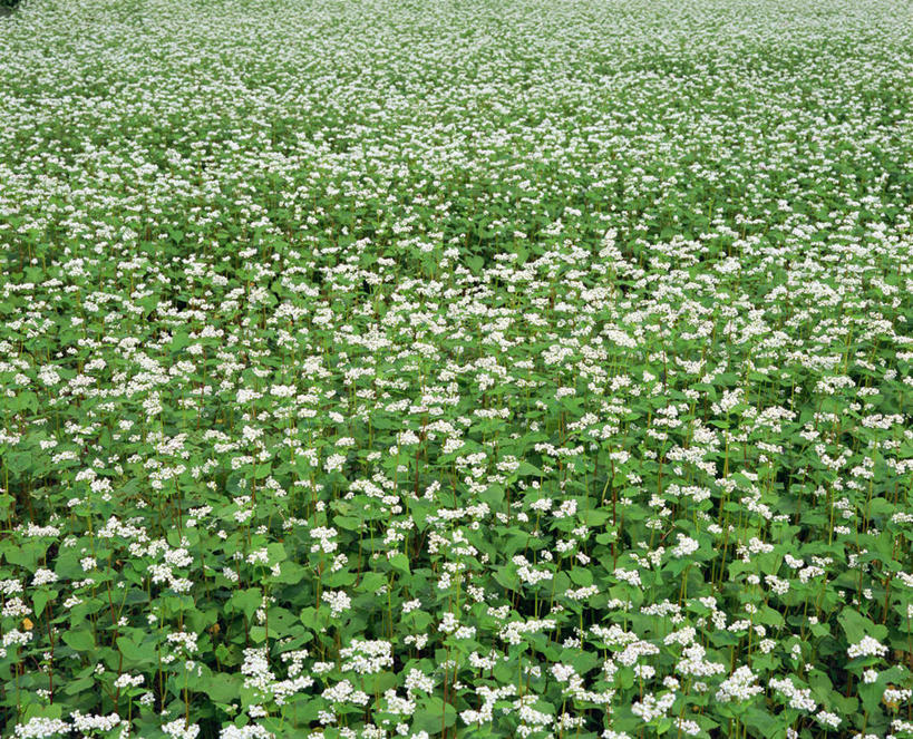无人,农田,横图,俯视,室外,白天,旅游,度假,庄稼,农作物,花海,花圃,美景,植物,叶子,阴影,盛开,光线,影子,景观,谷物,荞麦,花蕾,娱乐,花,花瓣,花朵,花卉,鲜花,绿色,阳光,自然,花丛,花束,花田,花苞,花蕊,享受,休闲,景色,放松,荞麦花,自然风光,彩图,高角度拍摄,耕地,庄稼田