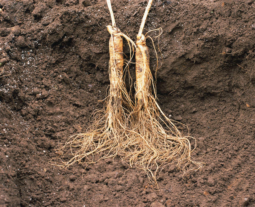 无人,农田,横图,俯视,室外,特写,白天,庄稼,农作物,美景,植物,人参,景观,泥土,土壤,草药,药草,中药,两个,自然,景色,自然风光,药材,中草药,中药材,本草,百尺杵,海腴,皱面还丹,人衔,参,彩图,高角度拍摄,耕地,庄稼田