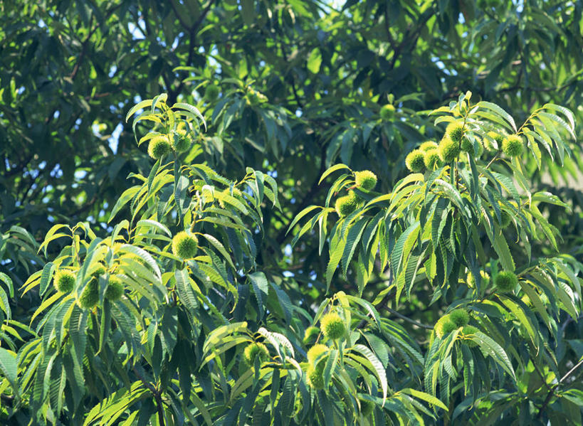 无人,横图,室外,特写,白天,仰视,美景,森林,树林,植物,阴影,朦胧,模糊,光线,影子,景观,板栗,栗子,坚果,毛栗子,板栗树,树,树木,绿色,阳光,自然,景色,生长,成长,自然风光,毛栗,栗果,栗楔,彩图,低角度拍摄,栗子树