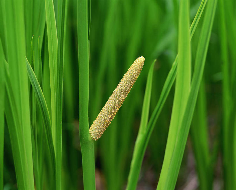 无人,横图,室外,特写,白天,正面,爱情,友谊,花海,花圃,美景,植物,叶子,阴影,朦胧,模糊,盛开,光线,影子,景观,鸢尾花,花蕾,花,花瓣,花朵,花卉,鲜花,一朵,绿色,阳光,自然,花丛,花束,花田,花苞,花蕊,景色,鸢尾,自然风光,紫蝴蝶,蓝蝴蝶,扁竹花,日本鸢尾,彩图,爱丽丝,爱丽丝花