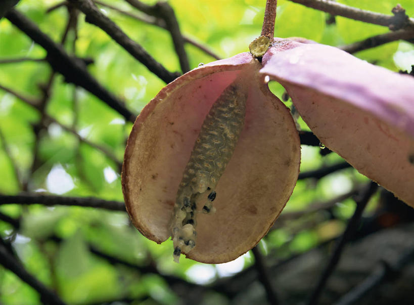 无人,横图,室外,特写,白天,正面,美景,植物,阴影,朦胧,模糊,盛开,光线,影子,景观,草药,药草,枝条,花蕾,中药,花,花瓣,花朵,鲜花,树,树木,树枝,绿色,阳光,自然,花苞,花蕊,景色,生长,成长,自然风光,药材,中草药,中药材,本草,虬枝,枝杈,彩图,木通