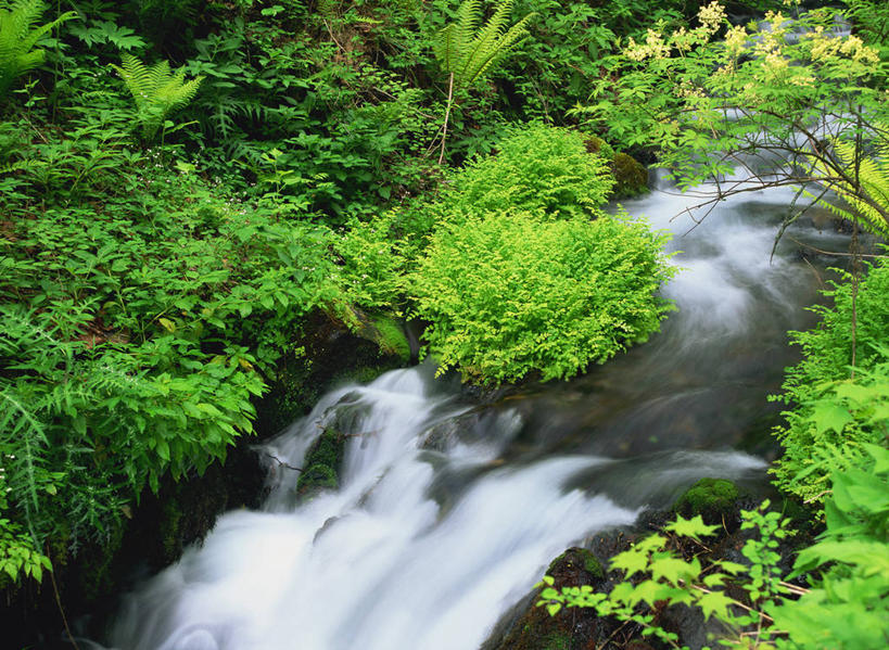 无人,横图,俯视,室外,白天,河流,石头,美景,瀑布,山,山脉,水,长野县,日本,亚洲,飞溅,朦胧,模糊,溅,石子,液体,河水,景观,山峰,水滴,水流,青苔,苔藓,山峦,水珠,小溪,自然,群山,溪水,景色,喷洒,自然风光,东亚,沉积岩,本州,本州岛,日本国,中部地方,长野,灯芯草,灯心草,蔺草,龙须草,马棕根,蓑衣草,野席草,水成岩,跌水,石块,岩石,彩图,高角度拍摄