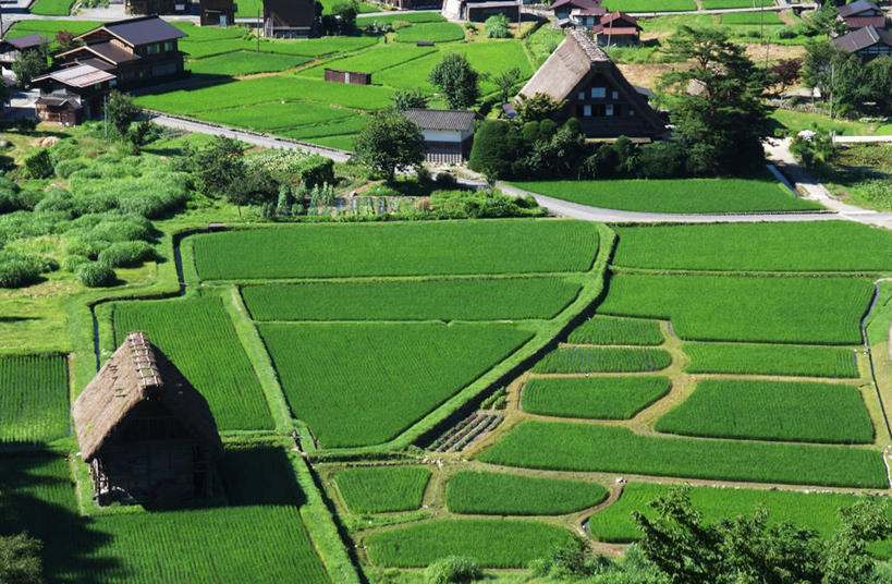 无人,家,木屋,农田,横图,俯视,室外,白天,旅游,度假,庄稼,农作物,草地,草坪,美景,植物,日本,亚洲,阴影,光线,影子,景观,娱乐,住宅,草,树,树木,绿色,阳光,自然,享受,休闲,景色,放松,生长,成长,自然风光,东亚,本州,本州岛,日本国,中部地方,岐阜,岐阜县,彩图,高角度拍摄,耕地,庄稼田,茅舍,茅屋,棚屋,小木屋,小屋,大野郡,白川村