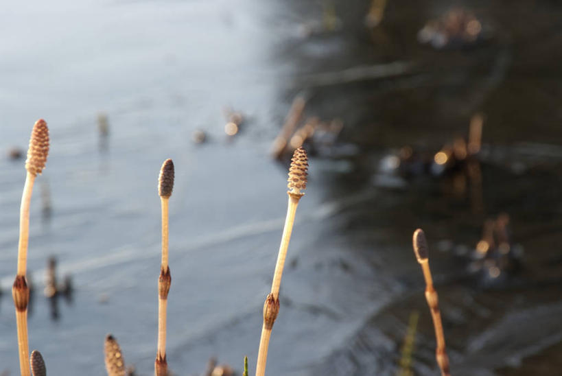 无人,横图,俯视,室外,特写,白天,美景,植物,日本,亚洲,阴影,波纹,朦胧,模糊,光线,影子,池塘,景观,水池,涟漪,绿色,倒影,水纹,阳光,自然,波浪,景色,马尾,生长,成长,倒映,自然风光,东亚,日本国,水晕,反照,彩图,高角度拍摄,马尾植物