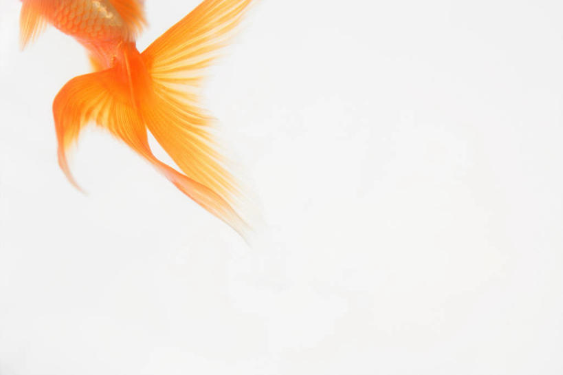 游泳,无人,横图,室内,白天,白色背景,仰视,一条,金鱼,鱼,鱼类,橙色,摄影,影棚,观赏鱼,金鲫鱼,泅水,拍浮,半身,彩图,低角度拍摄,影棚拍摄,拍摄