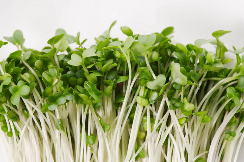 无人,横图,俯视,室内,特写,白天,白色背景,植物,叶子,一堆,许多,阴影,堆叠,堆积,反射,纹理,影子,三叶草,绿叶,很多,绿色,嫩叶,摄影,影棚,堆,紫花苜蓿,苜蓿,肌理,牧草,紫苜蓿,叶,叶片,叶脉,彩图,高角度拍摄,影棚拍摄,拍摄,牧草之王,草紫,牧蓿,路蒸