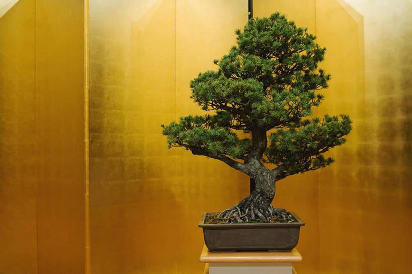 无人,横图,室内,特写,白天,正面,植物,松树,一棵,阴影,反射,盆栽,影子,盆景,树,树木,绿色,自然,生长,成长,坚定,长寿,贞洁,盆景树,盆栽树,彩图