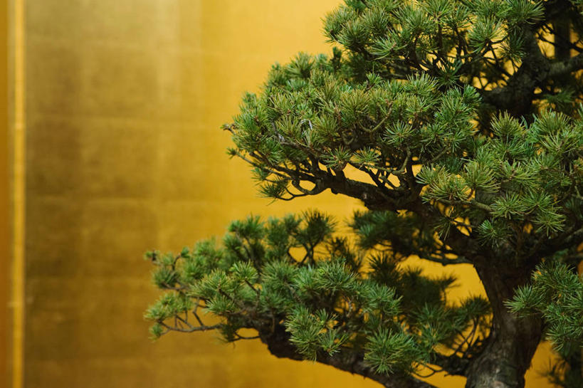 无人,横图,室内,特写,白天,正面,植物,松树,一棵,阴影,反射,盆栽,影子,盆景,树,树木,绿色,自然,生长,成长,坚定,长寿,贞洁,盆景树,盆栽树,彩图