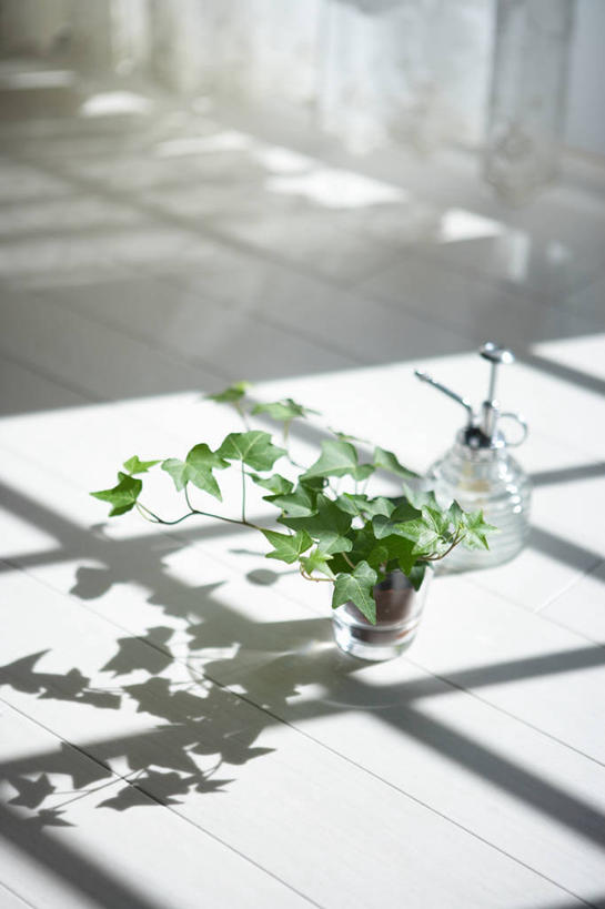 无人,竖图,俯视,室内,白天,水,植物,窗户,阴影,光线,盆栽,液体,影子,水滴,盆景,玻璃窗,绿色,阳光,自然,瓶子,塑料制品,塑料瓶,生长,成长,喷雾瓶,彩图,高角度拍摄,喷瓶