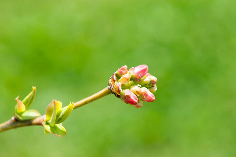 无人,横图,室外,特写,白天,正面,美景,阴影,朦胧,模糊,光线,影子,景观,发芽,枝条,树枝,阳光,自然,景色,自然风光,抽芽,虬枝,枝杈,彩图
