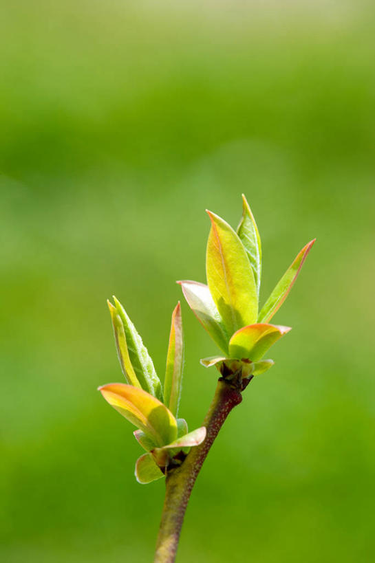 无人,竖图,室外,特写,白天,正面,美景,阴影,朦胧,模糊,光线,影子,景观,发芽,枝条,树枝,阳光,自然,景色,自然风光,抽芽,虬枝,枝杈,彩图