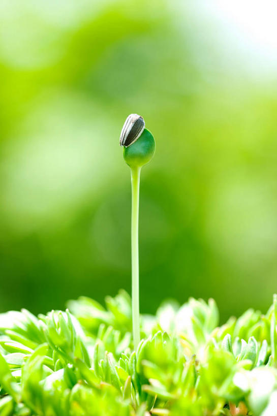 无人,竖图,室外,特写,白天,正面,爱情,幸福,美景,太阳,向日葵,阴影,朦胧,模糊,过程,光线,影子,景观,青苔,发芽,苔藓,阳光,自然,景色,成长,自然风光,光辉,发展,沉默,忠诚,勇敢,投缘,爱慕,抽芽,历程,高傲,朝阳花,葵花,望日莲,向阳花,转日莲,彩图