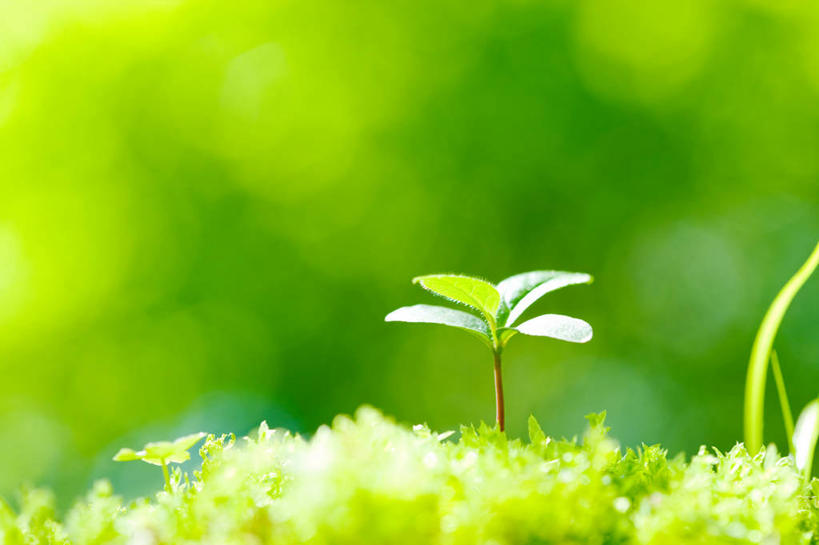 无人,横图,室外,特写,白天,正面,美景,叶子,阴影,朦胧,模糊,光线,影子,景观,青苔,发芽,绿叶,苔藓,阳光,自然,嫩叶,景色,自然风光,抽芽,叶,叶片,彩图