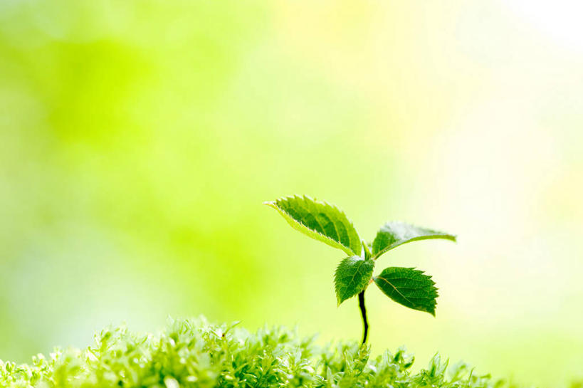 无人,横图,室外,特写,白天,正面,美景,叶子,阴影,朦胧,模糊,光线,影子,景观,青苔,发芽,绿叶,苔藓,阳光,自然,嫩叶,景色,自然风光,抽芽,叶,叶片,彩图