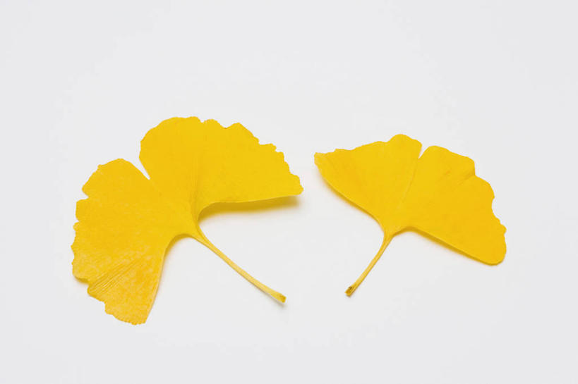 无人,横图,俯视,室内,特写,白天,白色背景,植物,叶子,两片,草药,药草,中药,树叶,黄色,银杏叶,摄影,影棚,药材,中草药,中药材,本草,白果叶,叶片,彩图,高角度拍摄,影棚拍摄,拍摄