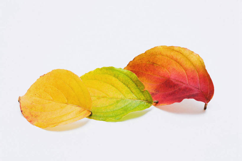 无人,横图,室内,特写,白天,白色背景,正面,叶子,阴影,反射,纹路,纹理,影子,三片,摄影,影棚,山茱萸,肌理,山萸肉,山芋肉,蜀酸枣,天木籽,药枣,萸肉,枣皮,叶,叶片,彩图,影棚拍摄,拍摄