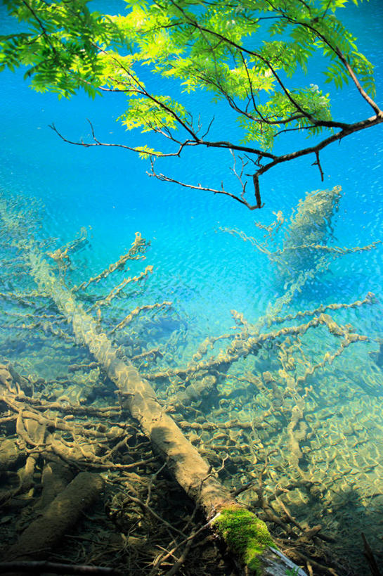 无人,公园,竖图,俯视,室外,白天,旅游,度假,湖,湖泊,美景,树林,水,植物,北海道,日本,湖面,景观,水流,水面,树桩,娱乐,树,树干,树木,绿色,倒影,自然,湖水,享受,休闲,木桩,景色,放松,生长,成长,倒映,国家公园,自然风光,东亚,日本国,北海道地方,北海道岛,阿寒国家公园,反照,彩图,高角度拍摄,阿寒国立公园