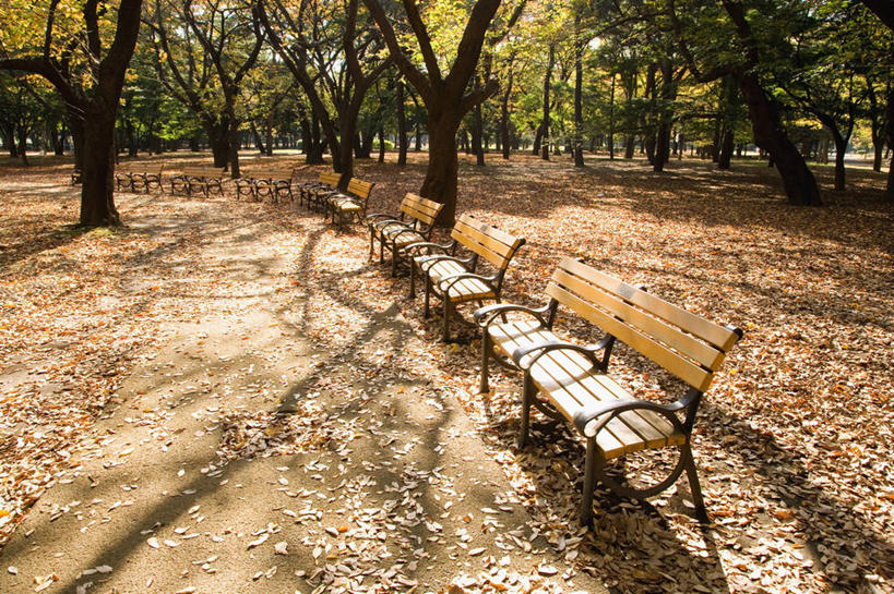 无人,公园,横图,室外,白天,正面,旅游,度假,美景,秋季,树林,植物,叶子,椅子,东京,日本,亚洲,一排,阴影,整齐,光线,影子,木椅,景观,枯叶,落叶,娱乐,树,树木,排列,绿色,阳光,自然,享受,休闲,景色,放松,生长,成长,队列,自然风光,东亚,本州,关东地方,本州岛,日本国,东京都,涩谷,涉谷,涩谷区,代代木公园,叶,叶片,秋,秋天,彩图