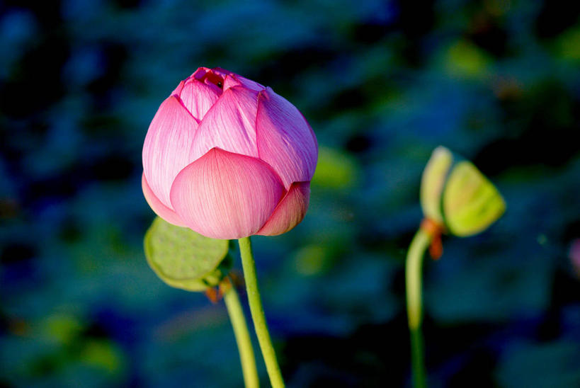 无人,横图,室外,特写,白天,正面,美景,睡莲,阴影,盛开,光线,影子,池塘,景观,水池,花蕾,花,花瓣,花朵,鲜花,一朵,阳光,自然,花苞,花蕊,景色,自然风光,纯真,妖艳,水芹花,抒情,洁净,水洋花,小莲花,子午莲,彩图