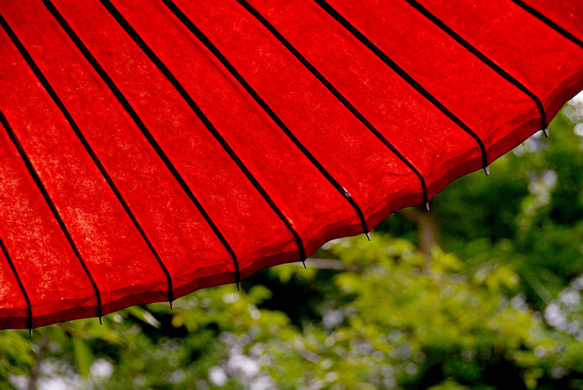 无人,横图,室外,特写,白天,正面,树林,植物,一把,朦胧,模糊,装饰,伞,纸伞,树,树木,红色,绿色,自然,生长,成长,华丽,修饰,点缀,小伞,衬托,美观,雅致,雅观,鸡尾酒伞,酒杯伞,伞签,彩图