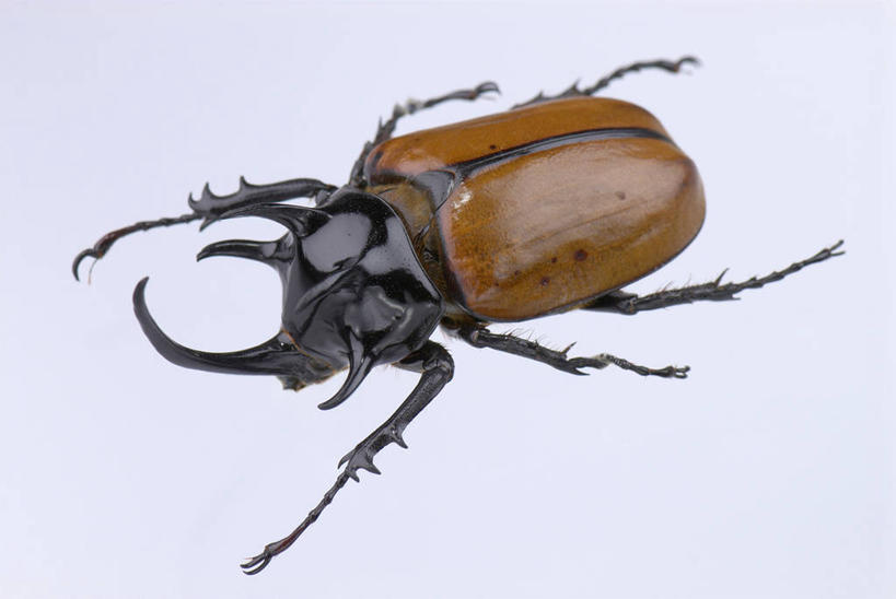 无人,横图,室内,特写,白天,正面,阴影,灰色背景,反射,金龟子,昆虫,影子,甲壳虫,一只,动物,趴着,摄影,影棚,甲虫,益虫,趴,彩图,全身,影棚拍摄,拍摄,犀角金龟