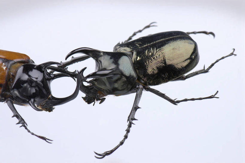 无人,横图,室内,特写,白天,正面,阴影,灰色背景,反射,昆虫,独角仙,影子,甲壳虫,动物,趴着,两只,摄影,影棚,甲虫,益虫,双叉犀金龟,兜虫,趴,半身,彩图,影棚拍摄,拍摄