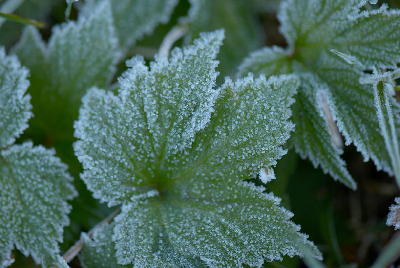 无人,公园,横图,俯视,室外,特写,白天,美景,叶子,北海道,日本,亚洲,吊挂,悬挂,朦胧,模糊,清澈,景观,绿叶,挂,霜,自然,嫩叶,景色,寒冷,冰冷,自然风光,东亚,日本国,北海道地方,北海道岛,严寒,冰凉,酷寒,凛冽,凛凛,极冷,清亮,支笏洞爷国立公园,叶,叶片,彩图,高角度拍摄