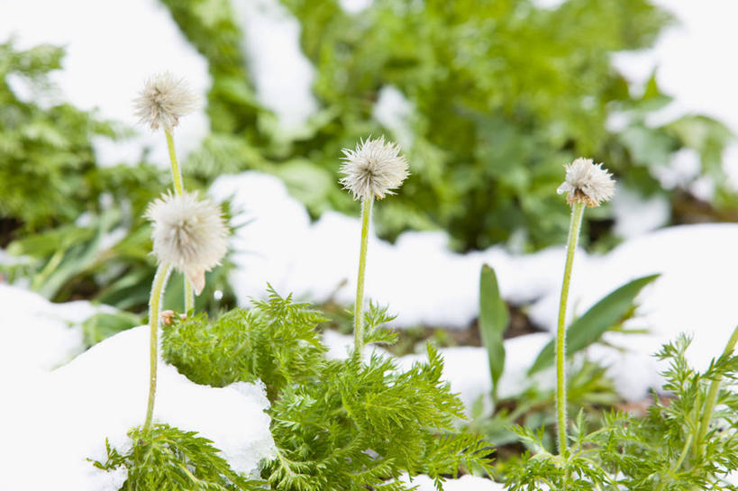 无人,横图,室外,特写,白天,正面,爱情,美景,雪,大雪,蒲公英,加拿大,阴影,朦胧,模糊,盛开,光线,影子,积雪,景观,雪景,冬季,冬天,花蕾,花,花瓣,花朵,鲜花,阳光,自然,花苞,花蕊,景色,寒冷,北美,北美洲,国家公园,自然风光,美洲,阿尔伯塔省,班夫国家公园,阿尔伯塔,北亚美利加洲,亚美利加洲,严寒,开朗,艾伯塔,艾伯塔省,亚伯达,蒲公草,尿床草,黄花地丁,彩图,阿省,艾省,亚伯达省,亚省