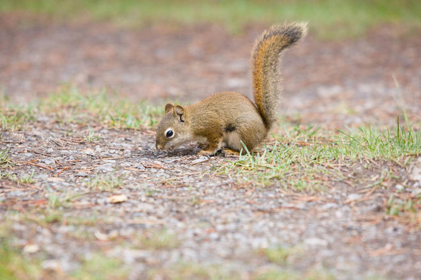 无人,蹲,横图,室外,白天,侧面,旅游,度假,草地,草坪,美景,植物,野生动物,加拿大,阴影,光线,影子,景观,注视,娱乐,草,一只,绿色,阳光,自然,动物,松鼠,低头,观察,看,享受,休闲,景色,放松,可爱,活泼,观看,察看,北美,北美洲,关注,自然风光,美洲,阿尔伯塔省,花栗鼠,阿尔伯塔,北亚美利加洲,亚美利加洲,艾伯塔,艾伯塔省,亚伯达,蹲着,彩图,全身,阿省,艾省,亚伯达省,亚省