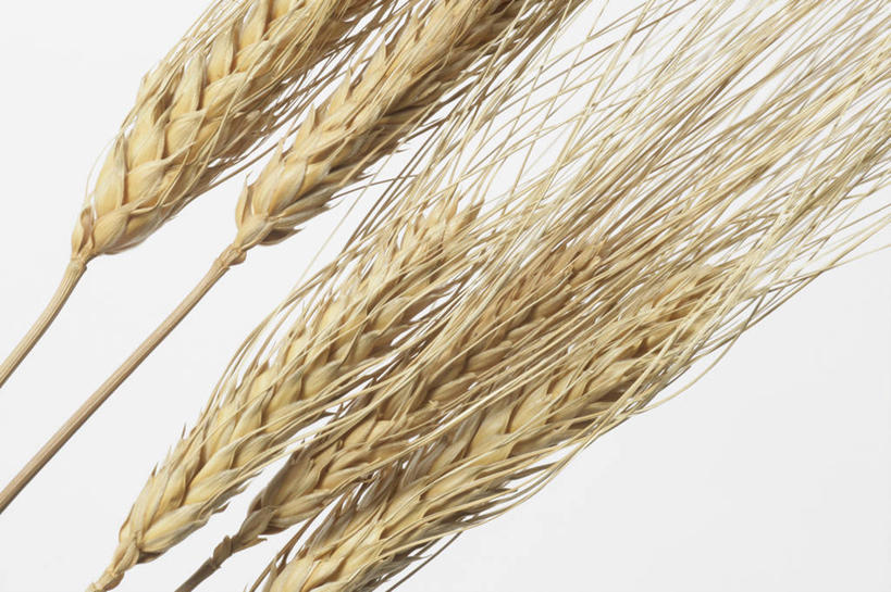 无人,横图,室内,特写,白天,白色背景,正面,农作物,小麦,阴影,反射,影子,谷物,黄色,摄影,麦子,影棚,彩图,影棚拍摄,拍摄